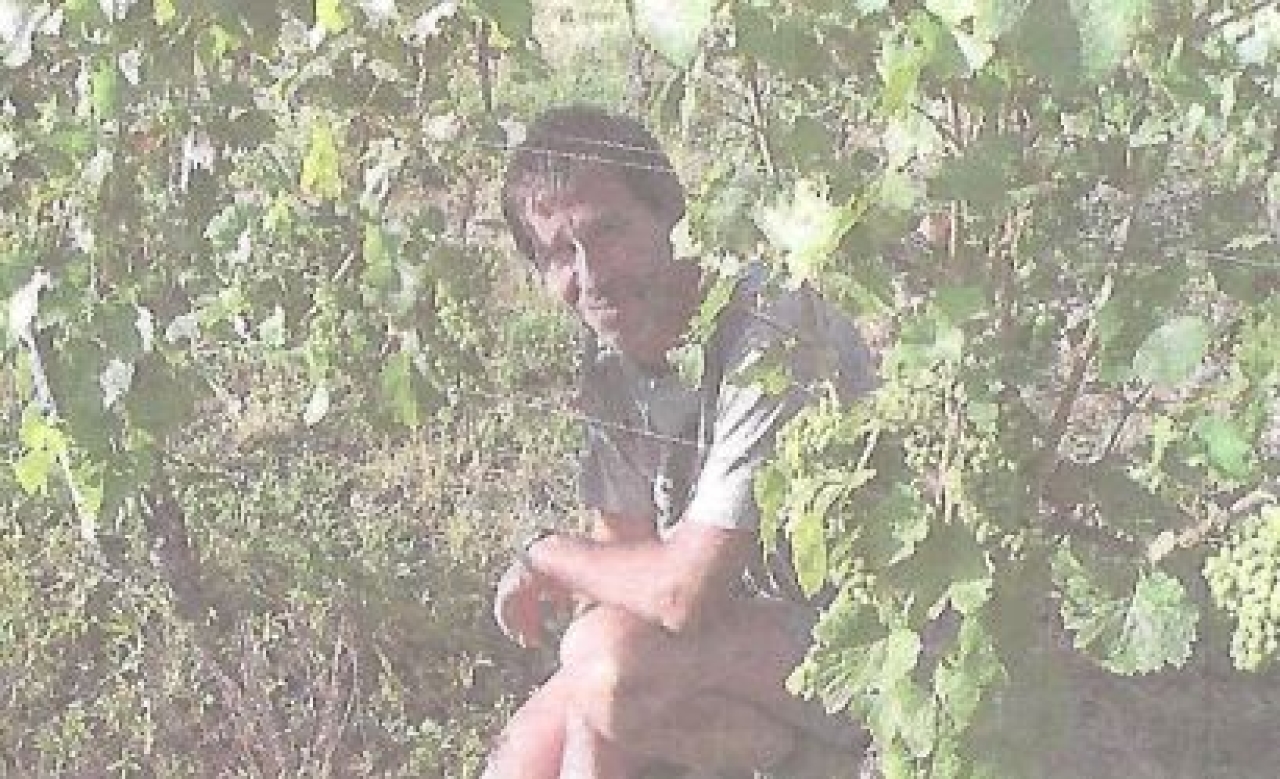 Le dernier vignoble Gessien